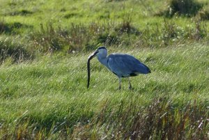 Grey Heron with dinner