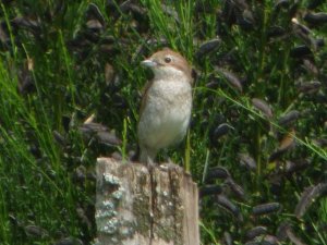 Red Backed Shrike