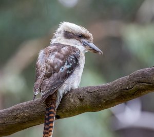 Laughing Kookaburra