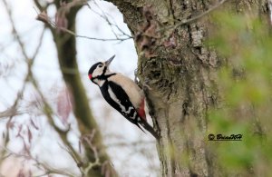 Woodpecker