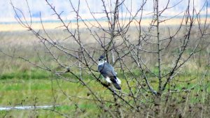 (Northern) Goshawk male