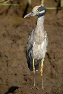 Yellow-crowned Night-heron