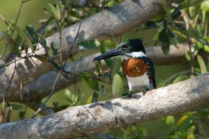 Green Kingfisher