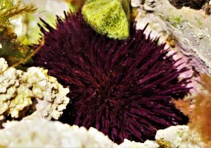 Paracentrotus lividus, Sea Urchin
