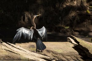 Anhinga