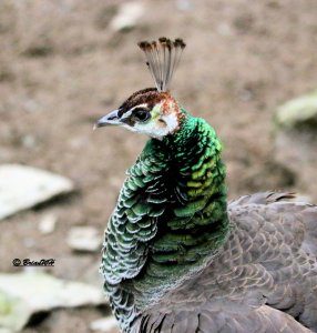 Peahen