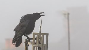 Crow in early morning mist