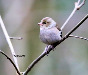 Chaffinch Female