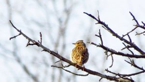 Woodlark