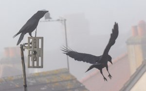 Crows over misty rooftops