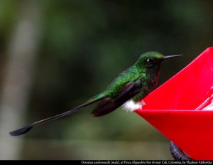 white-booted racket-tail hummingbird