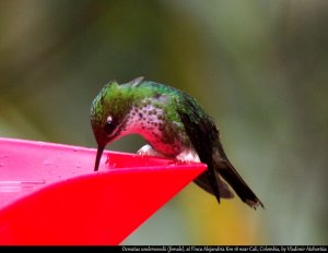 white-booted racket-tail hummingbird