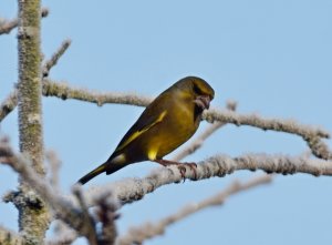 February at the Feeders