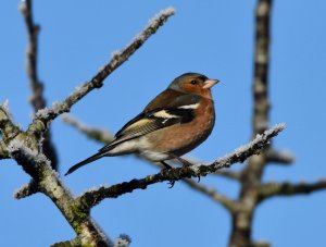 February at the Feeders