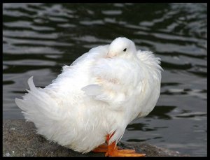 Pristine White Duck