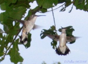 Ruby-throated Hummingbird