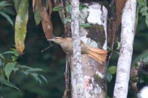 Pale-browed Treehunter