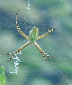 Orb Spider