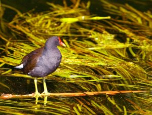 Moorhen