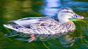 Gadwall