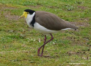 Masked Lapwing