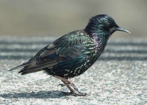 Shiny starling