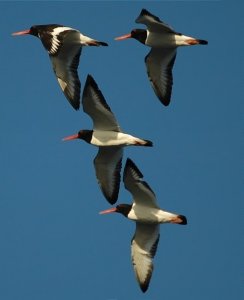 Formation oystercatchers