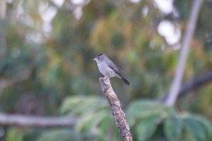 Pileated Finch