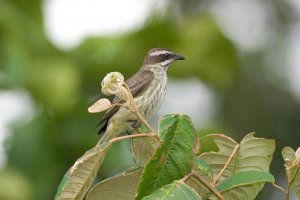 Piratic Flycatcher