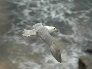 Fulmar