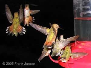 Dueling Hummingbirds