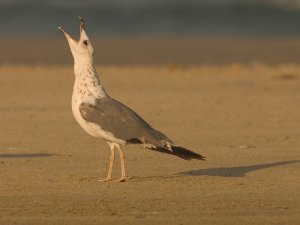 Yellow Legged Gull