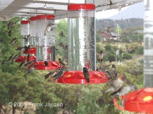 Raining Hummingbirds