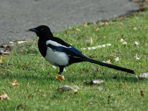 Magpie