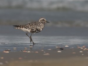 Gray Plover