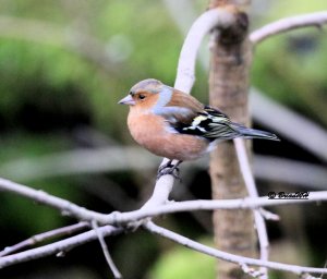 Chaffinch Male