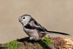 Long Tailed Tit