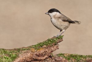 Marsh Tit