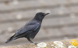 Crow in the rain