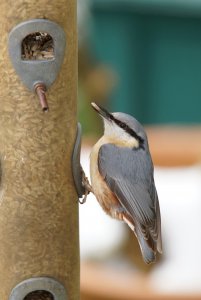 Nuthatch