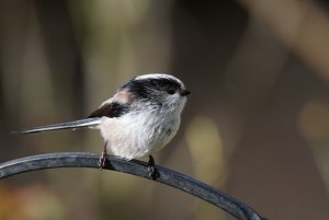 Long Tailed Tit