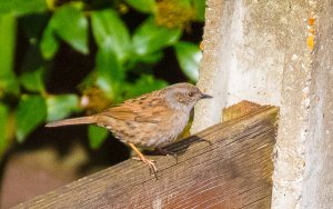 Dunnock