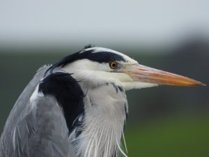 Heron