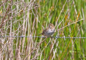 Savannah Sparrow