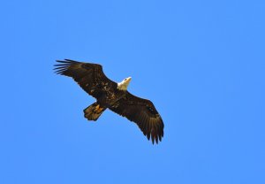 Bald Eagle, Immature (4th Year)