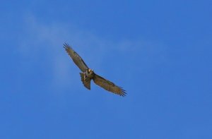 Red-tailed Hawk