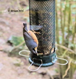 Nuthatch