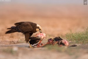 Western Marsh Harrier | Circus aeruginosus