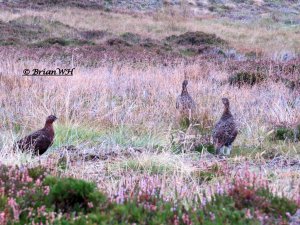 Red Grouse