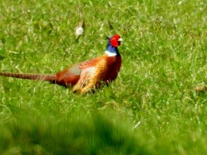 Pheasant